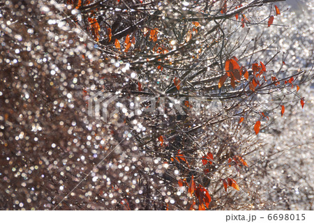 樹氷 6698015