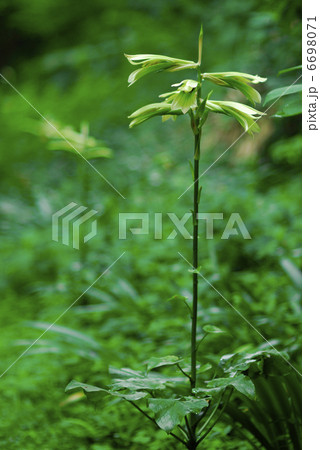 ウバユリ 6698071