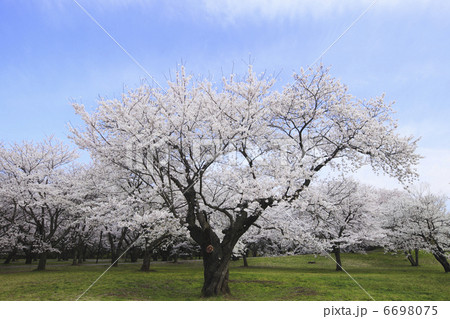 染井吉野桜 6698075