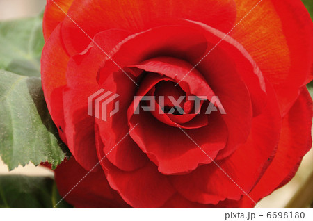 ベコニア 6698180