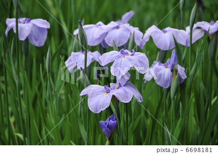 花菖蒲 6698181