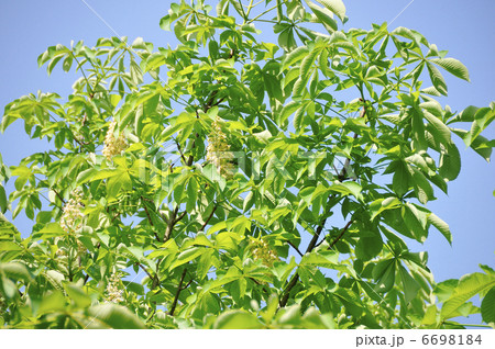 新緑 6698184