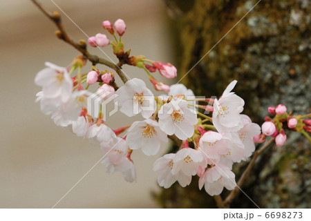 桜 6698273