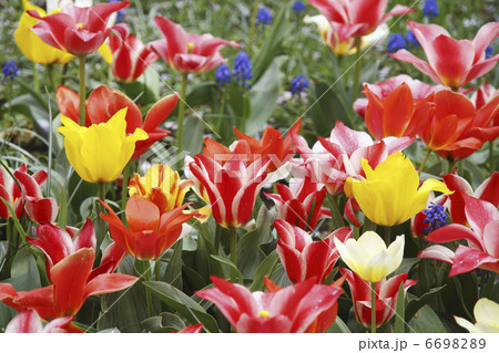 チューリップのお花畑 6698289