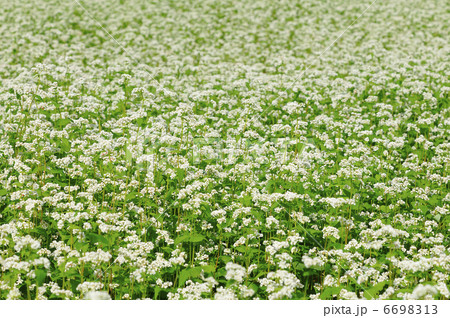 ソバの花 6698313