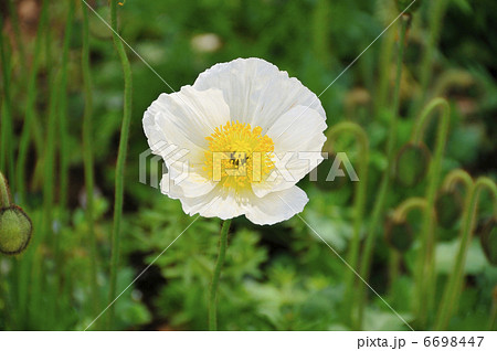 ポピー 6698447