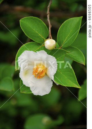 夏の花 夏の花 6698505