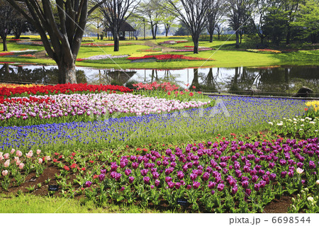 チューリップ咲く公園 6698544