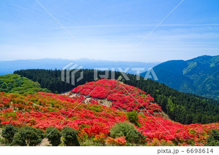 葛城山のツツジ園 葛城山のツツジ園 6698614