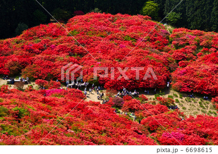 葛城山のツツジ園 葛城山のツツジ園 6698615