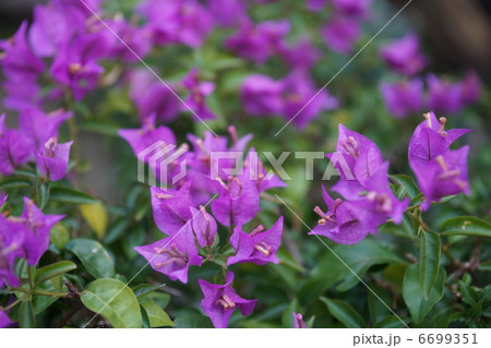 花 6699351