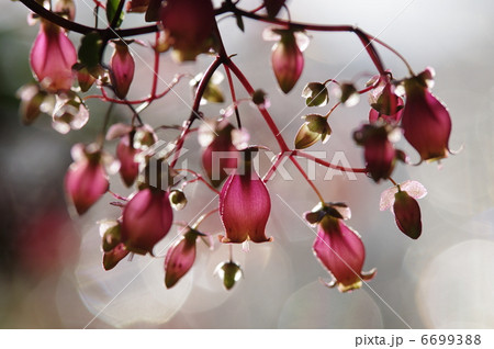 カランコエ・ウエンディ 6699388