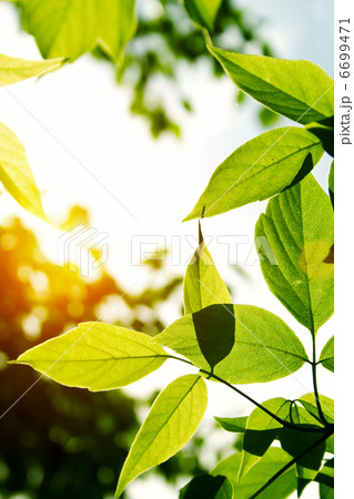 Green leaves 6699471
