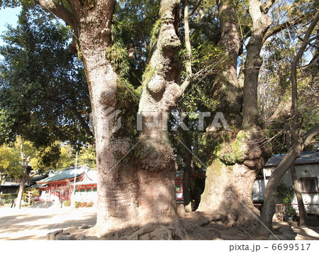 長田神社の楠 長田神社の楠 6699517