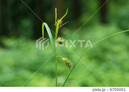 ヒゴクサ 6700001