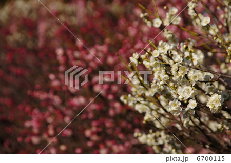 2月 ハクバイ・バラ科291 2月 ハクバイ・バラ科291 6700115