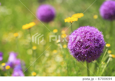 アリウム ネギ坊主 アリウム ネギ坊主 6700694