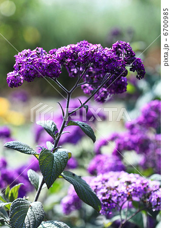 ヘリオトロープ 6700985