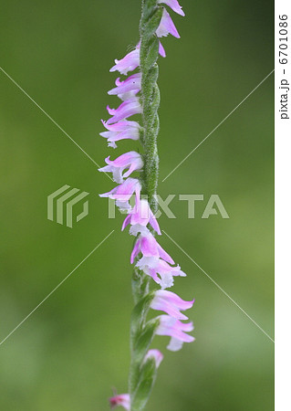 ねじ花 ねじ花 6701086