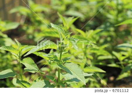 ハーブ　ベルガモット 6701112