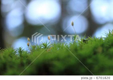 苔の花 6701820