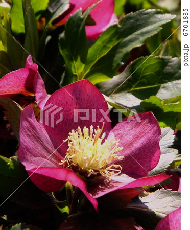 クリスマスローズ クリスマスローズ 6701835