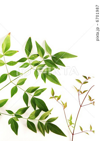 背景素材・南天の緑葉と若葉・白バック縦位置 背景素材・南天の緑葉と若葉・白バック縦位置 6701987