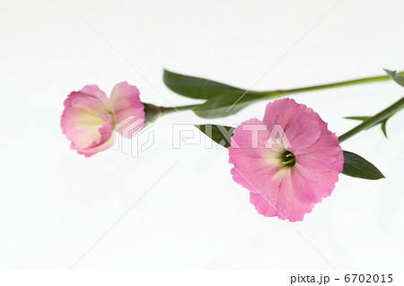 かわいい桃色の撫子の花 6702015