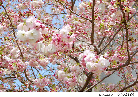 サトザクラ　ショウゲツ 6702234