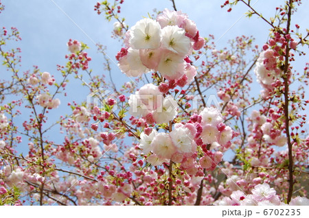 サトザクラ　ショウゲツ 6702235