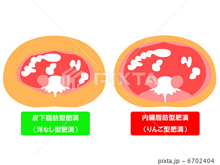 内臓脂肪と皮下脂肪の断面図のイラスト素材