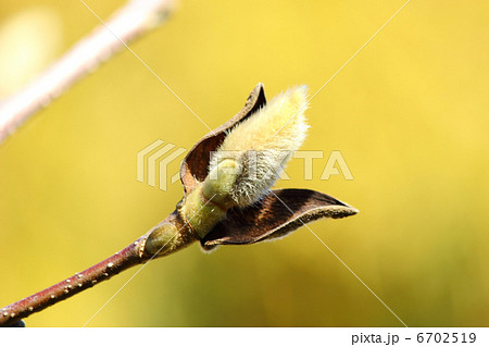 ハクモクレンのつぼみ ハクモクレンのつぼみ 6702519