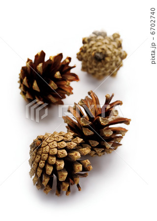 Pine cones isolated on white Pine cones isolated on white 6702740