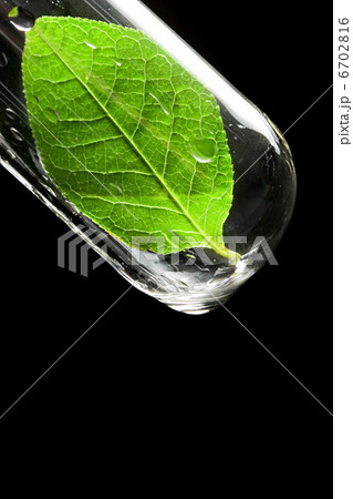 Test tube with leaf 6702816