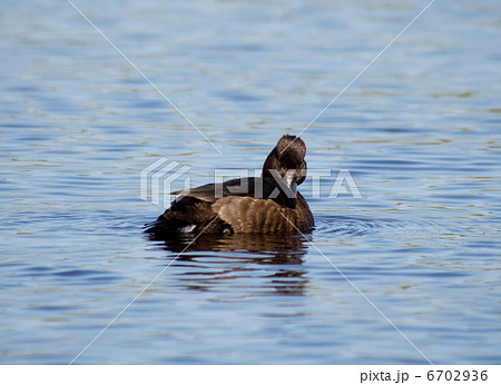 Tufted Duck 6702936