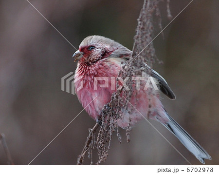 ベニマシコ雄 6702978