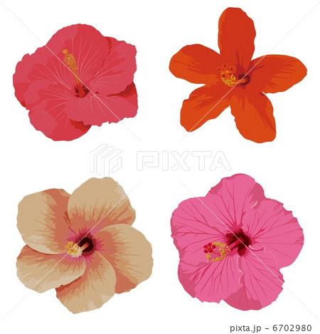 ハイビスカス 6702980