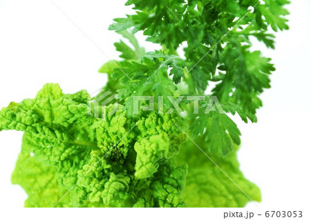 野菜の背景素材・摘みたての春菊と菜花・白バック横位置アップ 野菜の背景素材・摘みたての春菊と菜花・白バック横位置アップ 6703053
