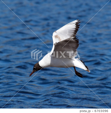 flying seagull 6703096