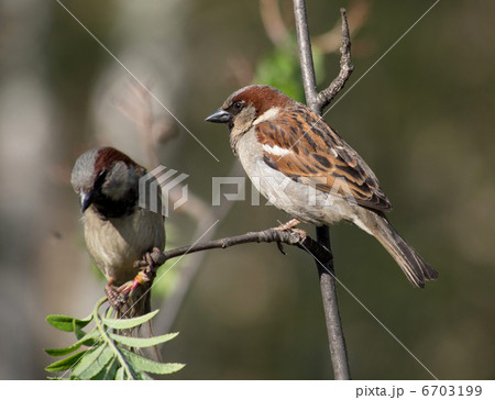 sparrow 6703199