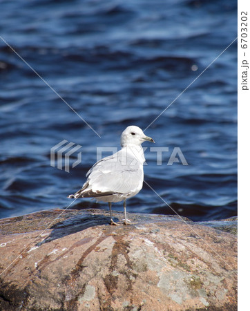 Seagull Seagull 6703202