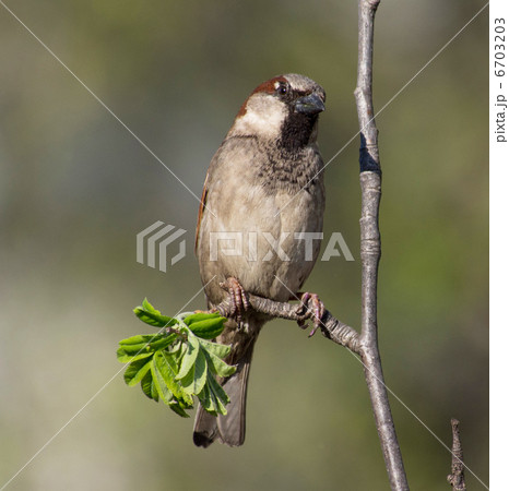 sparrow sparrow 6703203