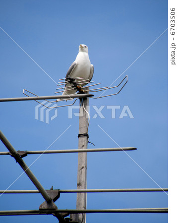 Seagull Seagull 6703506