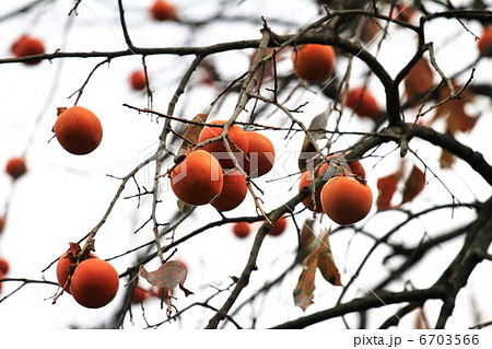 柿の木 6703566