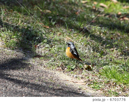 ジョウビタキ 6703776