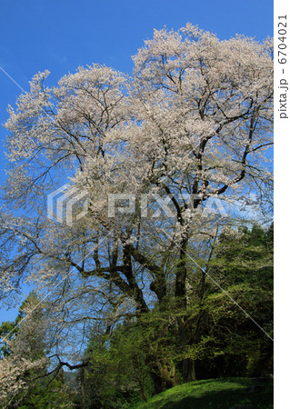 吉良のエドヒガン桜 6704021