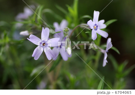 シバザクラ 6704065