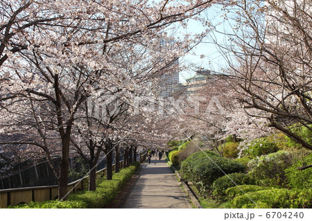 目黒川の桜並木 6704240