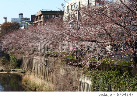 目黒川・田楽橋からの桜並木 目黒川・田楽橋からの桜並木 6704247