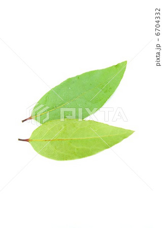 香り高い月桂樹の乾燥前の葉・表裏2葉縦位置 6704332